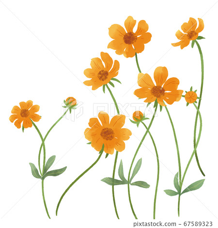 黃花波斯菊水彩插圖 黃花波斯菊水彩插圖 67589323