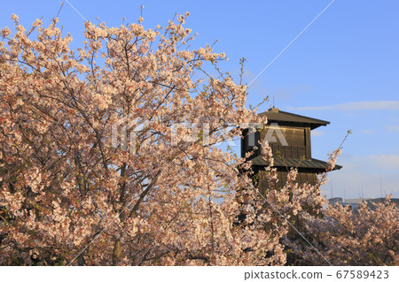 Shinkawa Nishimizu Gate Square Fire Lookout Tower Cherry Blossoms 67589423