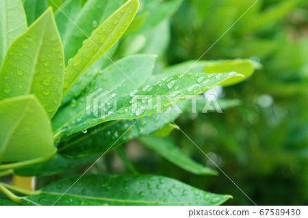 Leaf with drops 67589430