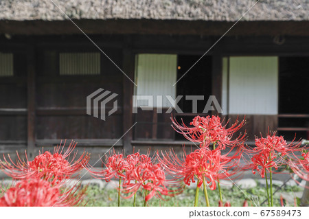 Old cluster houses with cluster amaryllis-A thatched flower, shoji, and autumn flowers blooming on a wooden house Old cluster houses with cluster amaryllis-A thatched flower, shoji, and autumn flowers blooming on a wooden house 67589473