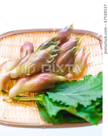 新鮮採摘的mioga和綠色味mis 新鮮採摘的mioga和綠色味mis 67589537