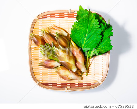 新鮮採摘的mioga和綠色味mis 新鮮採摘的mioga和綠色味mis 67589538
