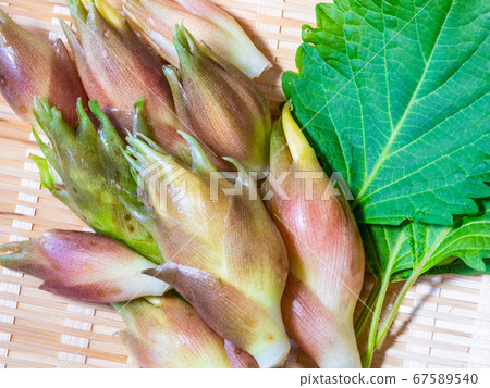 新鮮採摘的mioga和綠色味mis 67589540