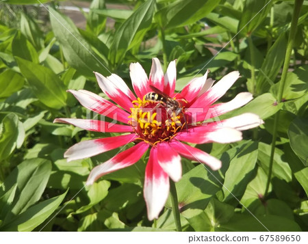 蜜蜂和鮮花 蜜蜂和鮮花 67589650