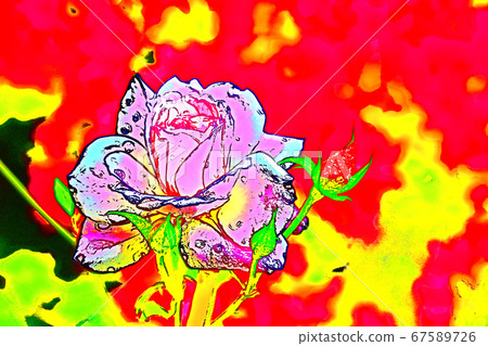 Rose flower garden Rose flower garden 67589726