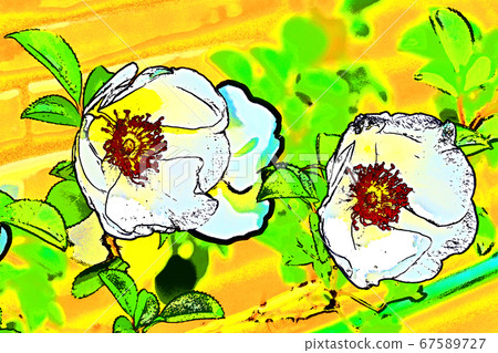 Rose flower garden 67589727