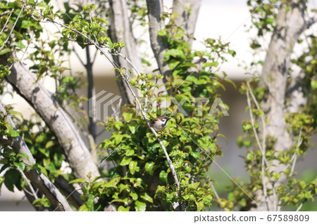 Sparrow perching on a tree branch Sparrow perching on a tree branch 67589809