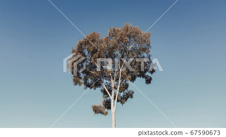 California California 67590673