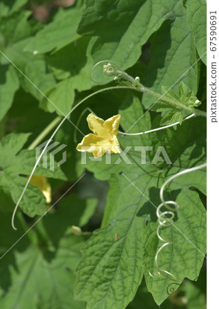 烏里花 烏里花 67590691