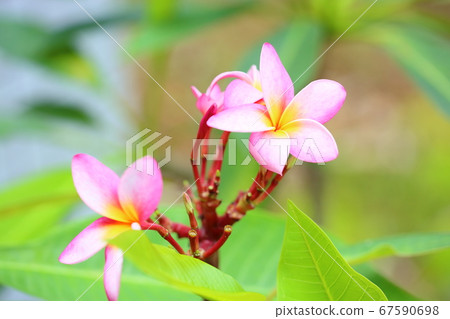 Plumeria flowers 67590698