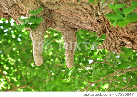 Ginkgo tree roots Ginkgo tree roots 67590847