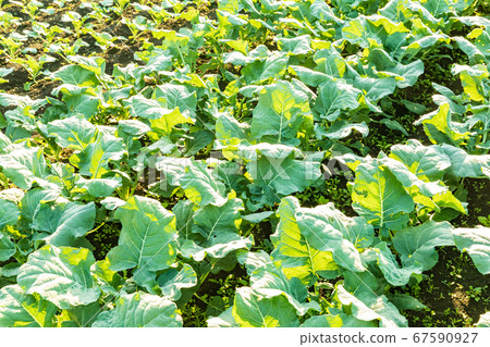 Minuma rice field vegetable garden 67590927