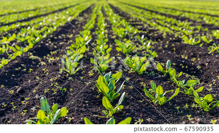 Minuma rice field vegetable garden 67590935