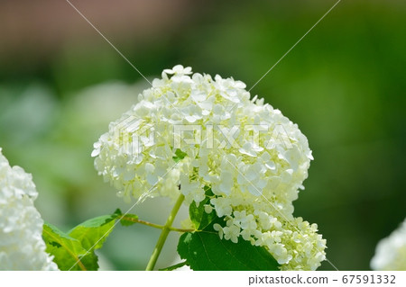 Hydrangea (Annabelle) Hydrangea (Annabelle) 67591332