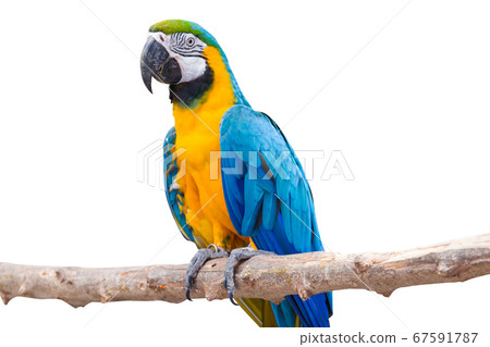 Bird Blue-and-yellow macaw standing on branches isolated white background. 67591787