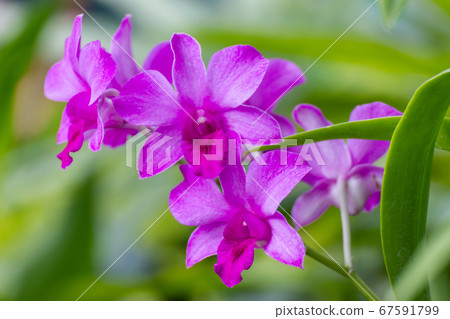pink orchids are a symbol of wealth, love and grace pink orchids are a symbol of wealth, love and grace 67591799