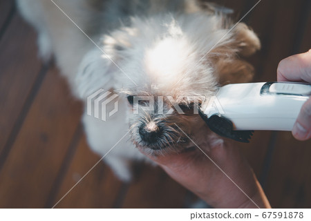 Grooming and haircut dog fur by human with clipper Grooming and haircut dog fur by human with clipper 67591878