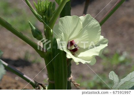 Okra's Flower 67591997