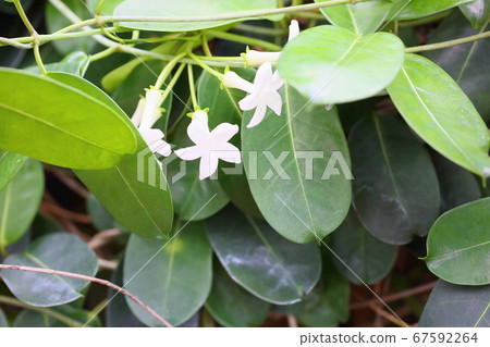 Madagascar Jasmine Flower 67592264