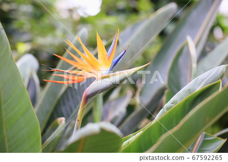 Gokurakutsuka flower Gokurakutsuka flower 67592265