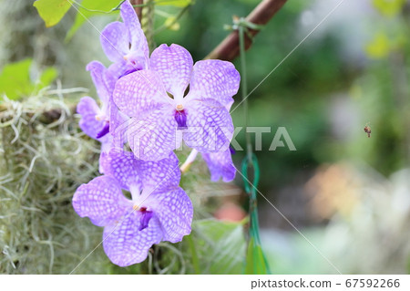 Banda flower 67592266