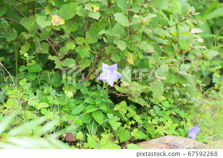 Flowers of Chrysanthemum 67592268