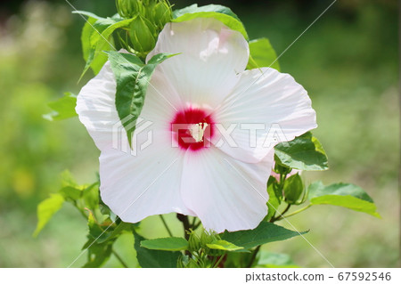 Titan Bikas Flower 67592546