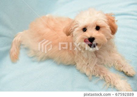 Marupu Marupu 67592889