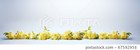 Yellow rose mokko rose frame 67592958