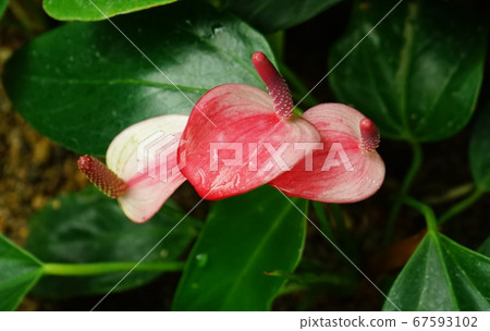 巨型仙人掌梨小花 02 巨型仙人掌梨小花 02 67593102