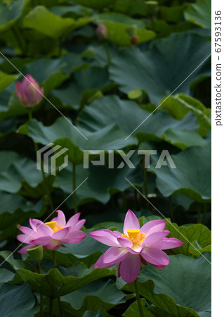 蓮花特寫鏡頭 蓮花特寫鏡頭 67593136