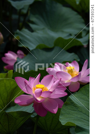 蓮花特寫鏡頭 蓮花特寫鏡頭 67593141