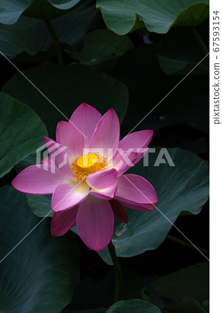 Close-up of lotus flowers 67593154