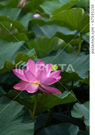 Close-up of lotus flowers Close-up of lotus flowers 67593156