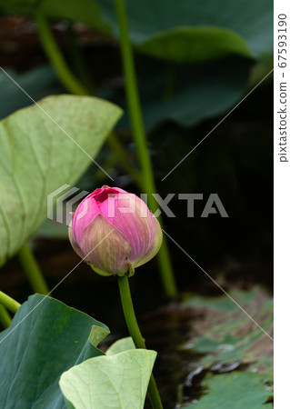 蓮花特寫鏡頭 蓮花特寫鏡頭 67593190