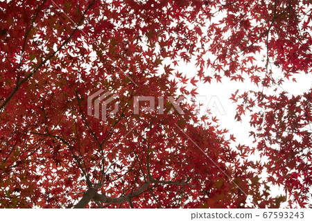 Autumn leaves that turned red Autumn leaves that turned red 67593243