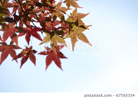 秋天的葉子變成紅色 秋天的葉子變成紅色 67593334