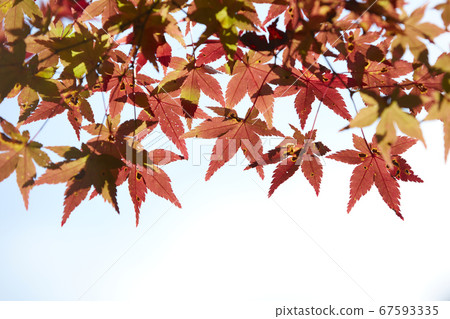 秋天的葉子變成紅色 秋天的葉子變成紅色 67593335