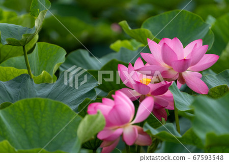 蓮花特寫鏡頭 67593548