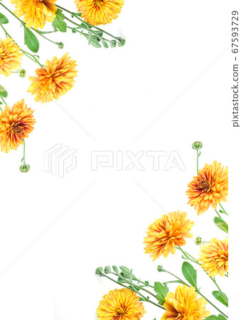 Flowers composition from chrysanthemum flowers Flowers composition from chrysanthemum flowers 67593729