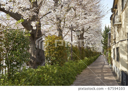 神田川下千代櫻 67594103