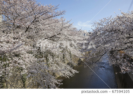 Shimochiai Sakura along the Kanda River 67594105