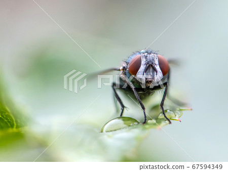 house fly in extreme close up sitting on green leaf. Picture taken before grey background house fly in extreme close up sitting on green leaf. Picture taken before grey background 67594349