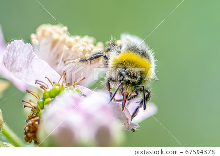 close up of a Bumblebee extracting nectar form the blooms on a raspberry flower in organic garden 67594378