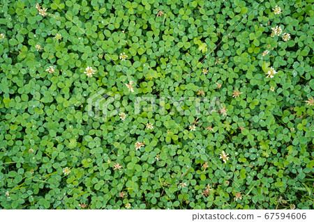 三片葉子 67594606