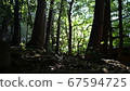 Fresh green light seen from the dark forest 67594725