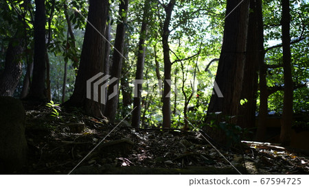 Fresh green light seen from the dark forest Fresh green light seen from the dark forest 67594725