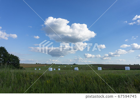 Covered circular hay bales in a farm field Covered circular hay bales in a farm field 67594745