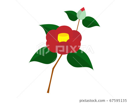 單紅色山茶花花和芽的插圖 67595135