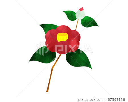 單一的紅色山茶花和芽水彩風格的插圖 單一的紅色山茶花和芽水彩風格的插圖 67595136